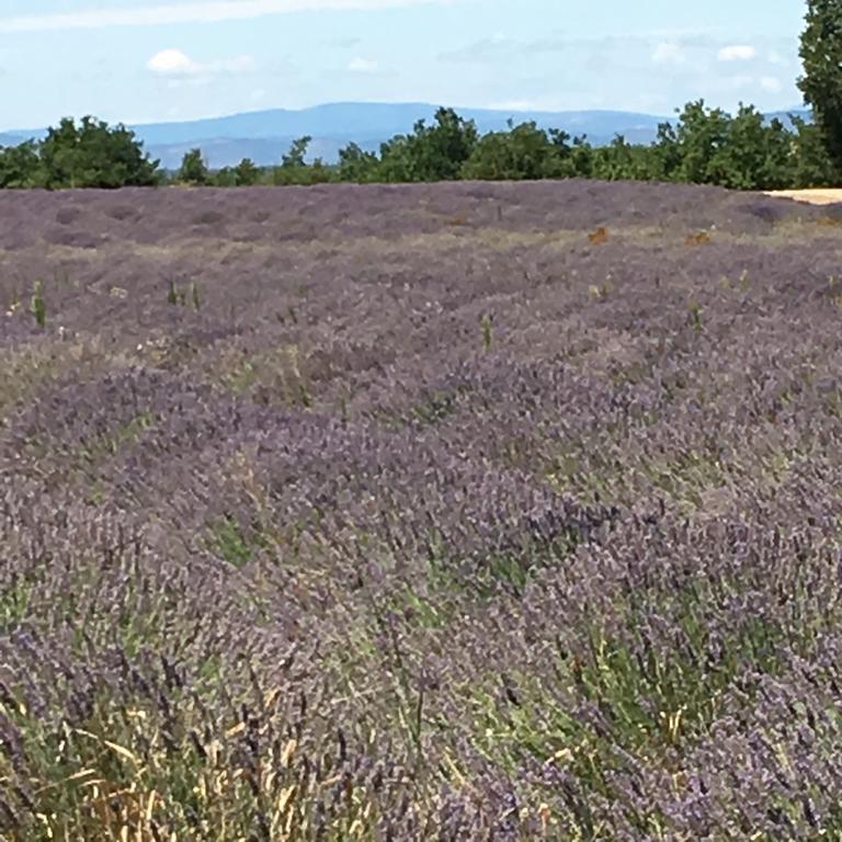 Le Mas Shabanou Bed and Breakfast Roquefort-les-Pins Esterno foto